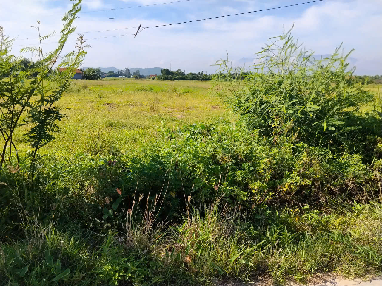 N512. CHÍNH CHỦ GỬI BÁN 5 LÔ PHƯỚC THUẬN – NINH ĐÔNG CŨ, NAY LÀ PHƯỜNG NINH HÒA. DT 146m2. Giá chỉ từ 375trieu