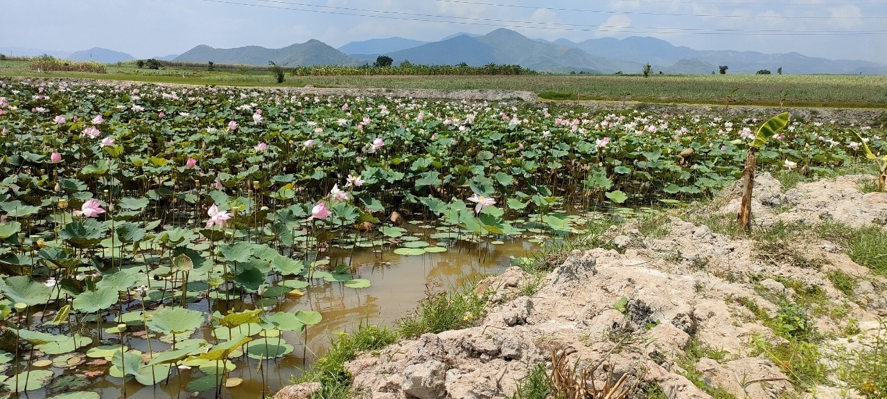 Lô đất 1.9ha đất trồng cây Xã Ninh Tây Ninh Hòa rất thích hợp làm vườn sinh thái hoặc mini farm