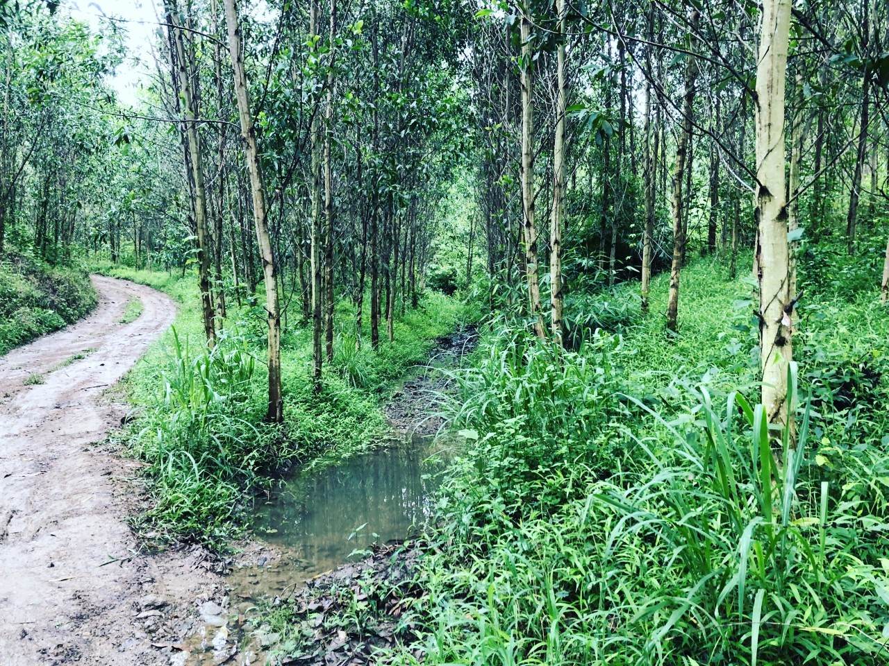 54.6ha đất rừng sản xuất Khánh Nam, Khánh Vĩnh cách tttp Nha Trang 34km