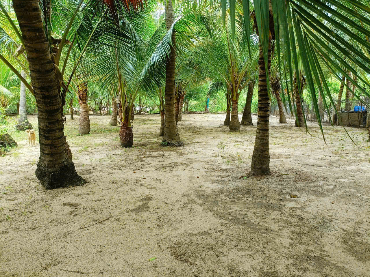 [ Vườn dừa siêu đẹp 35 cây - 550 triệu ] •• Cam Hoà, Cam Lâm ••